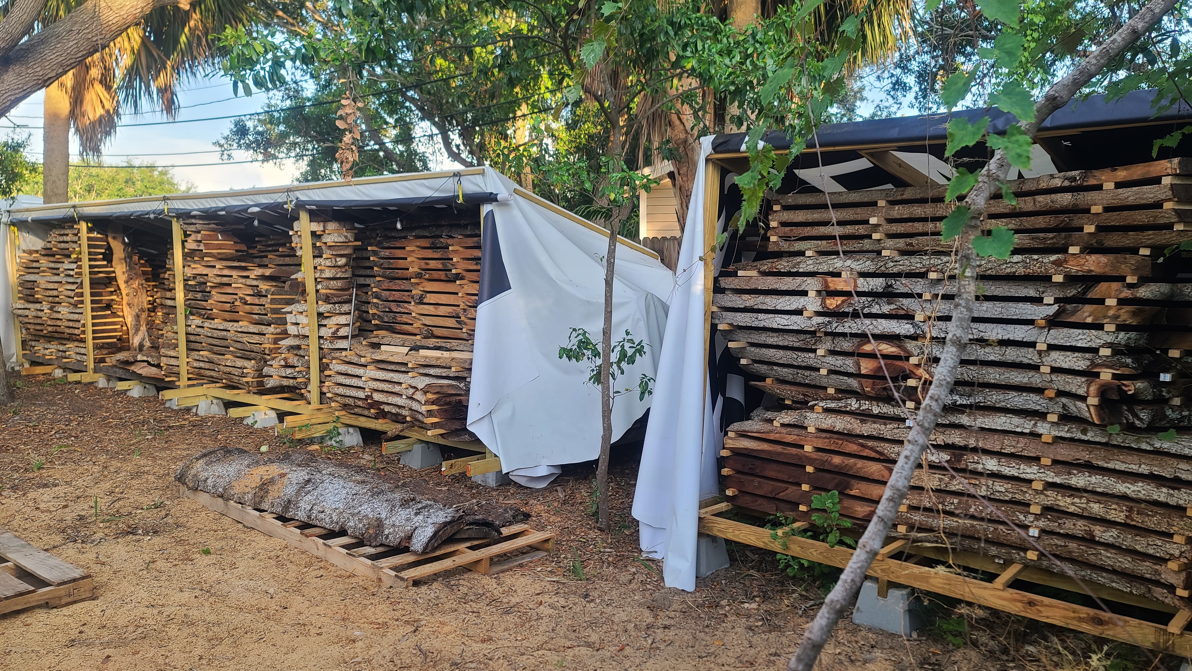 Hundreds of slabs air-drying in the Klein Millworks yard