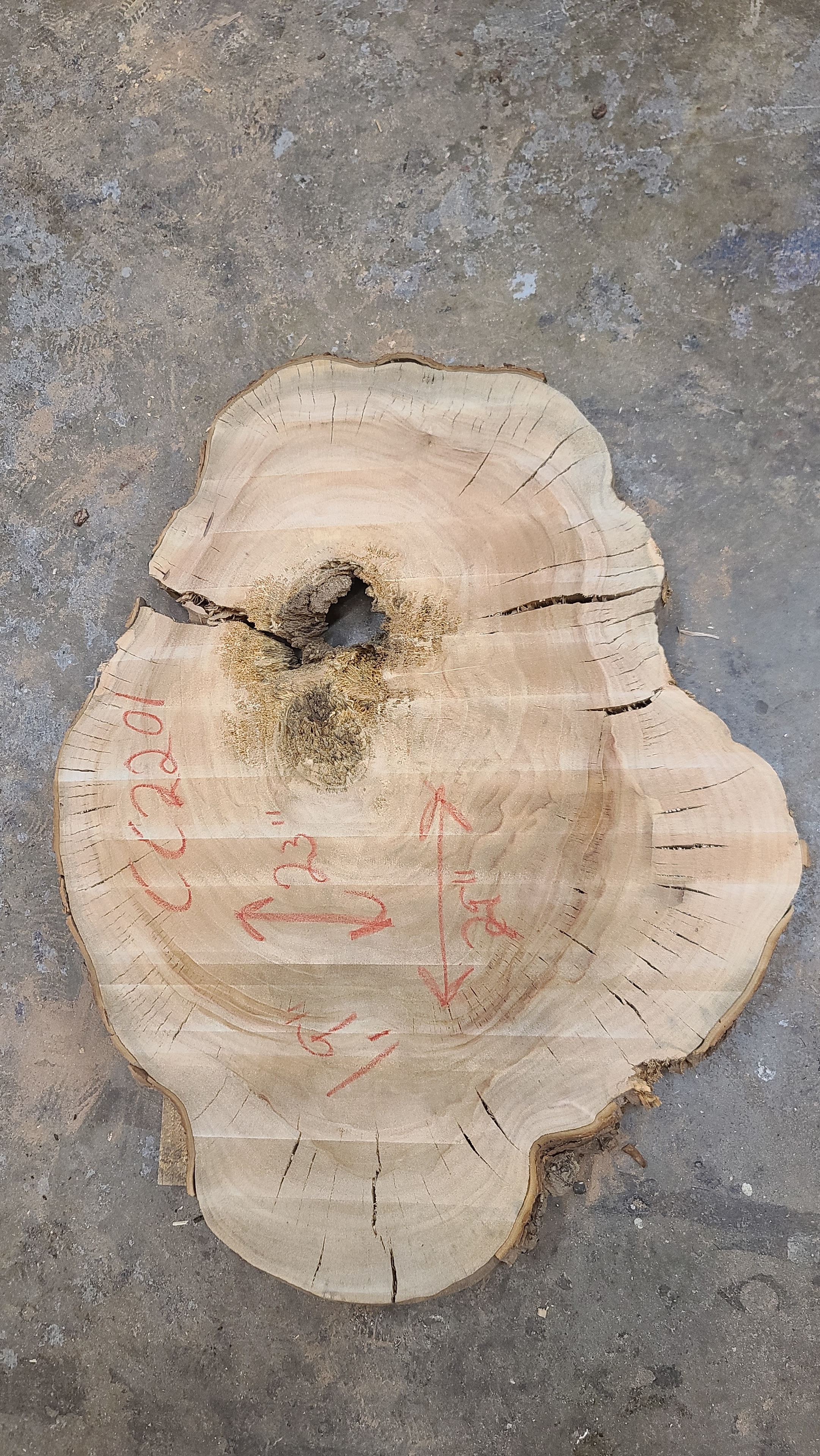 Camphor Cookie